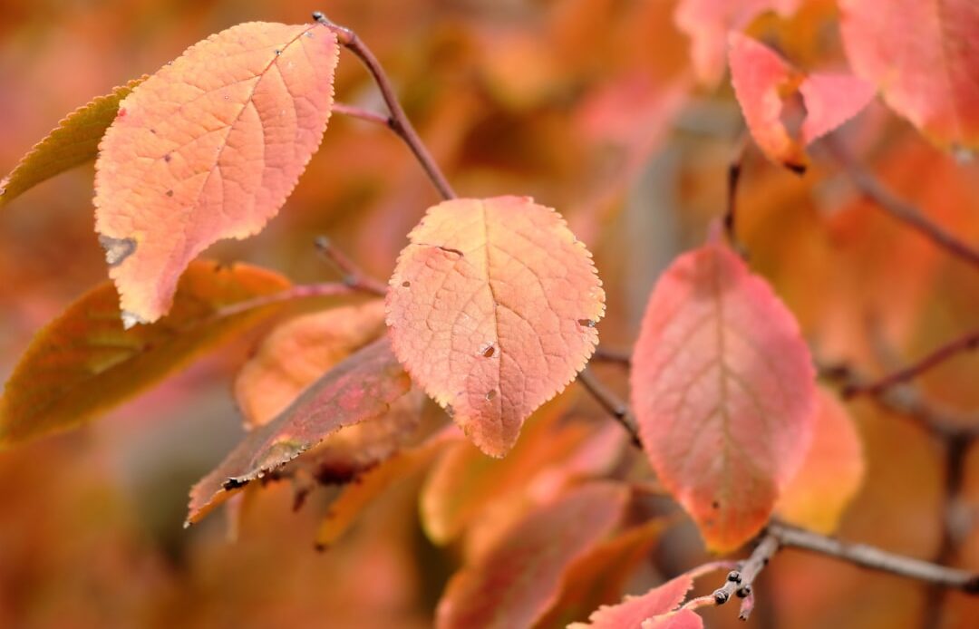 Photo Seasonal Fluctuations